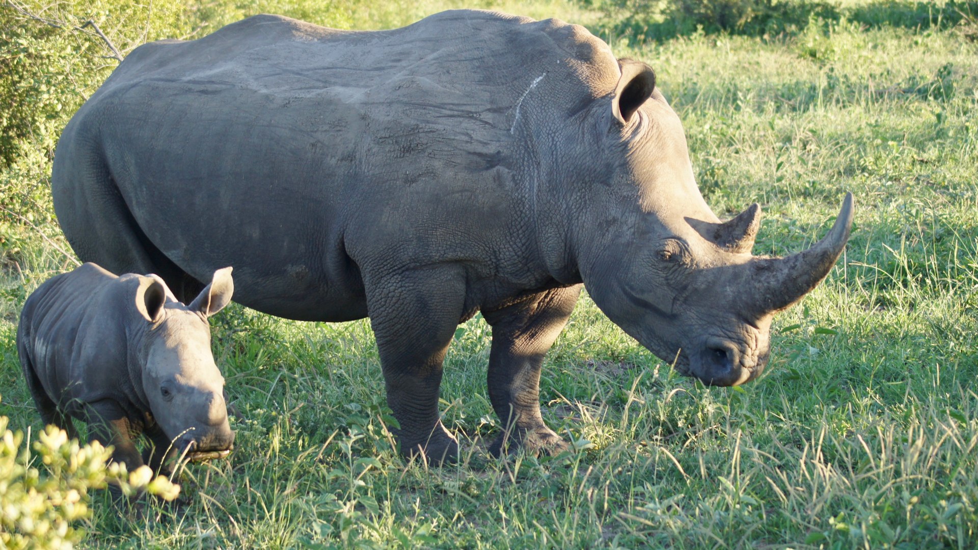 Highlights von Südafrika